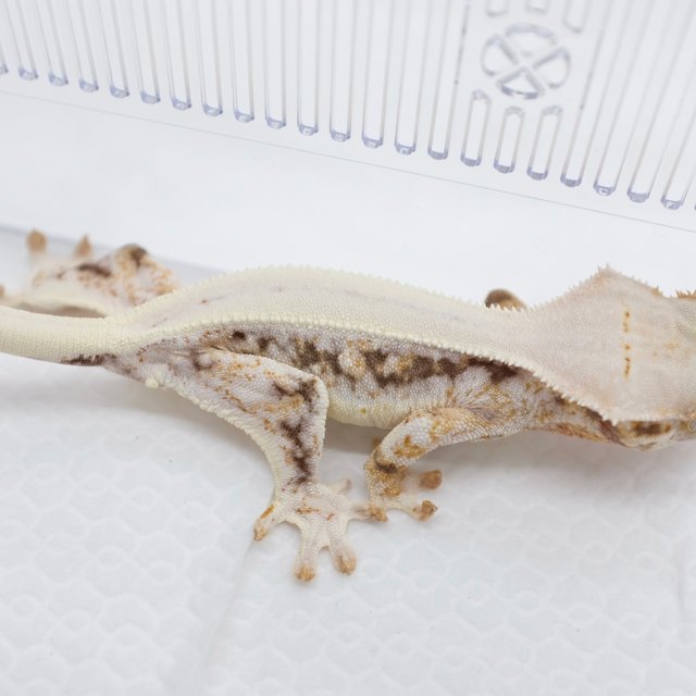 Lilly White