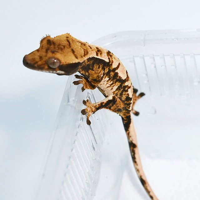 트라이 익스트림할리퀸 화이트스팟