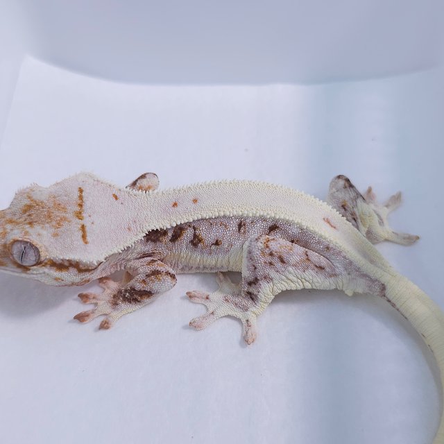 Lilly White