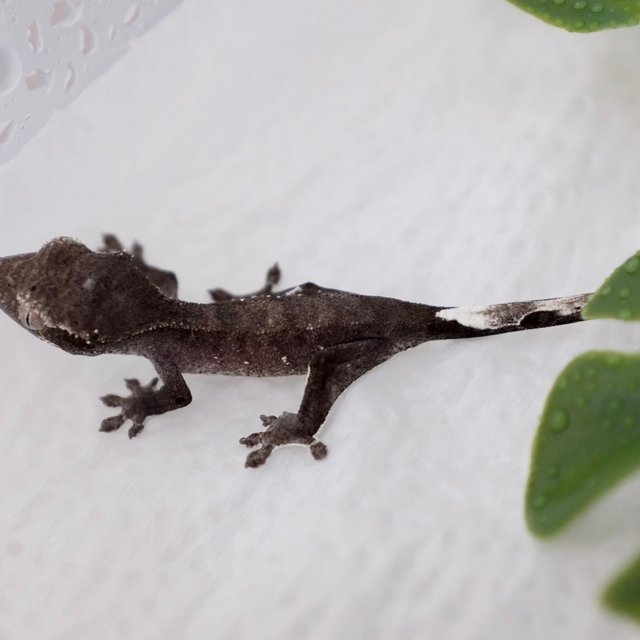 Phantom Axanthic