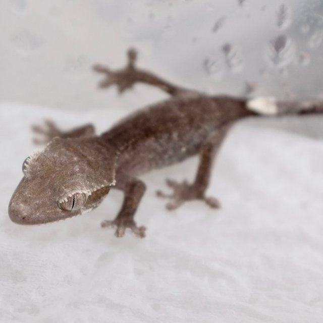 Phantom Axanthic