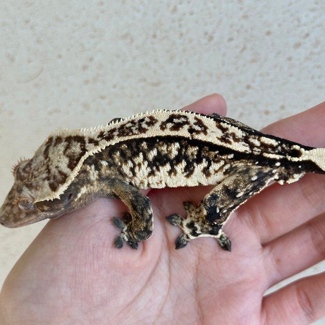 노멀 트라이 화이트스팟