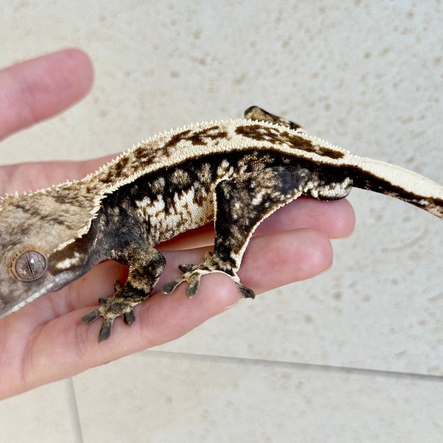 노멀 트라이 화이트스팟