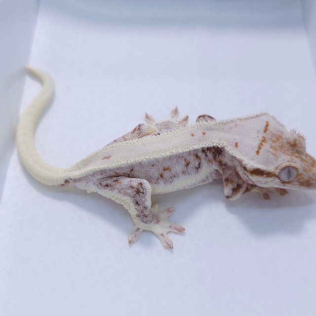 Lilly White