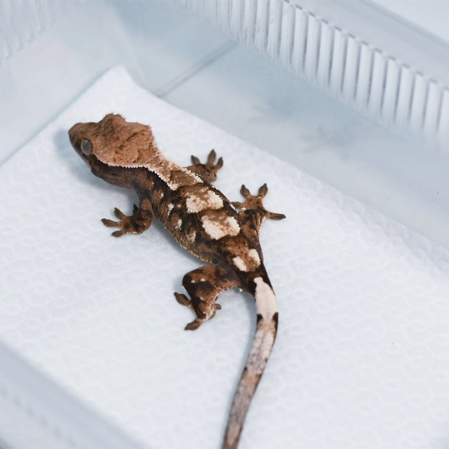 세이블 100%헷아잔틱