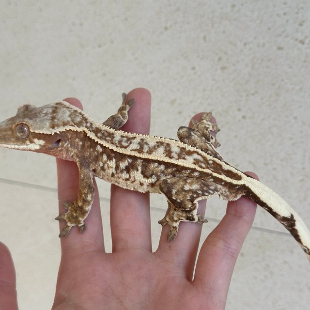 노멀 레드 화이트스팟 트라이