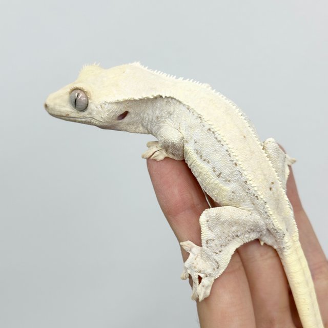 Lilly White