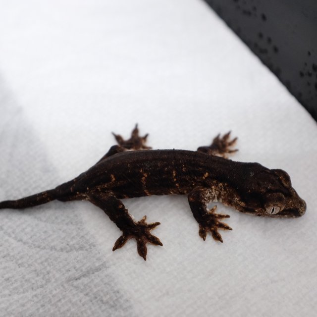 Leapin Leachies Troeger Melanistic