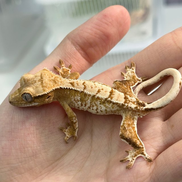 Cream Creamsicle