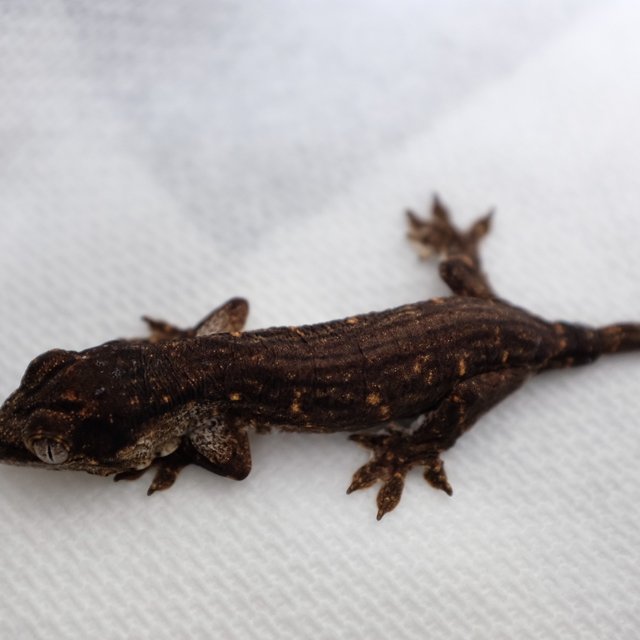 Troeger Melanistic Leapin Leachies