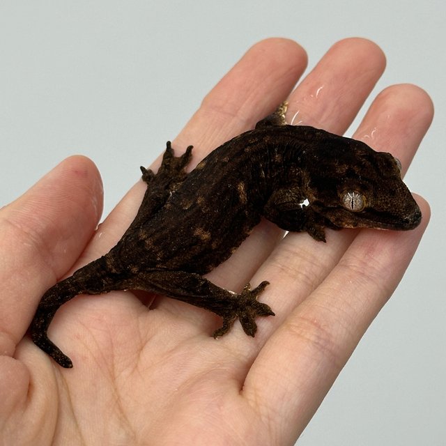 Darth maul Melanistic Leapin Leachies