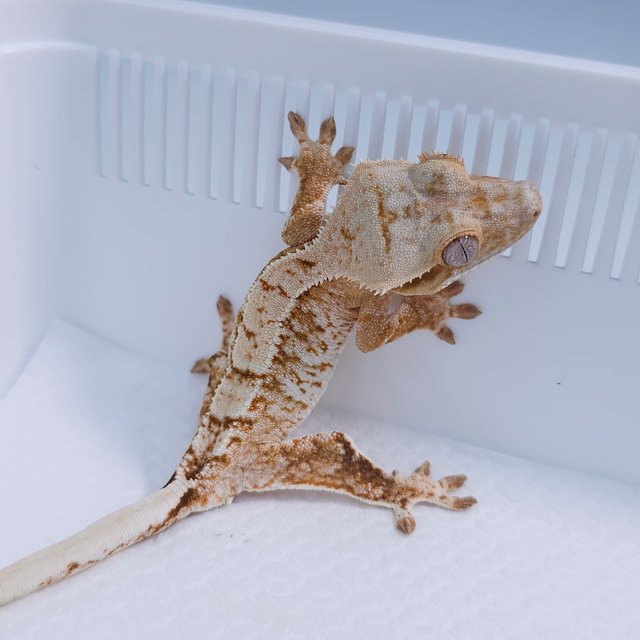 Cream Creamsicle