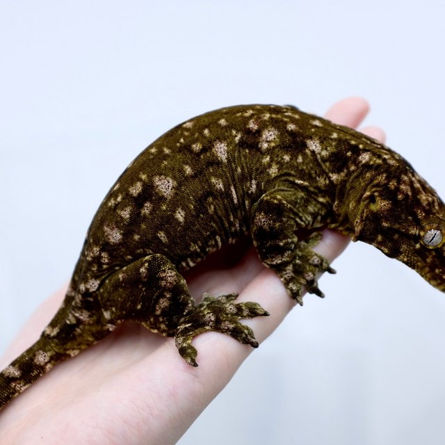 GT