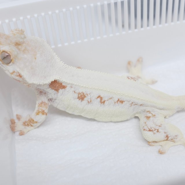 Lilly White