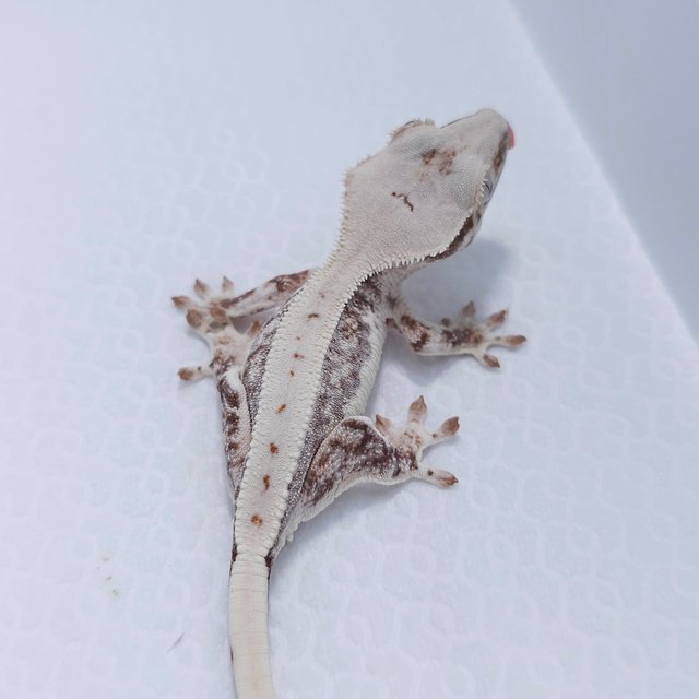 Lilly White