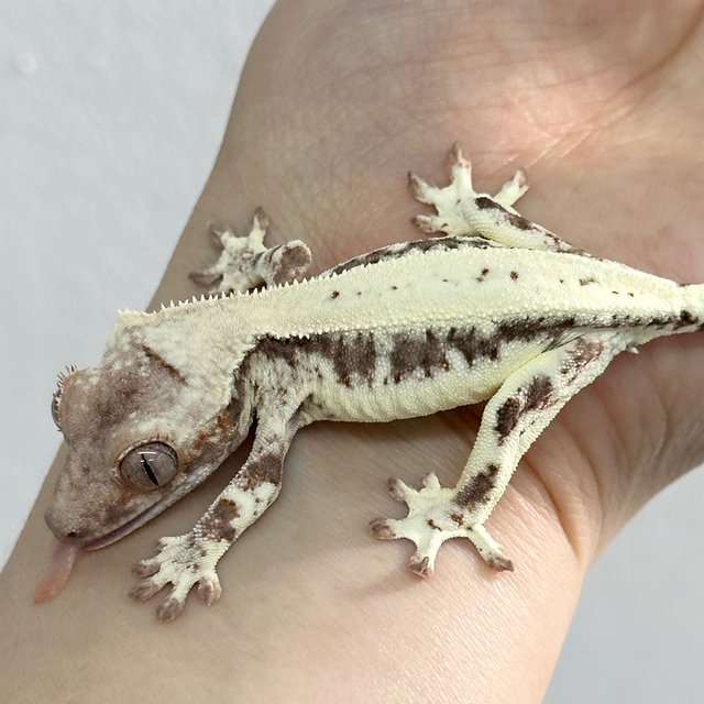 100% Het Axanthic Frappuccino