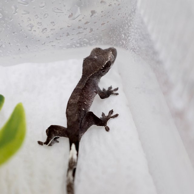 Phantom Axanthic
