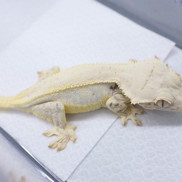 Lilly White