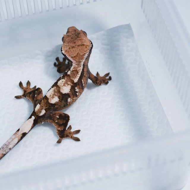 세이블 100%헷아잔틱