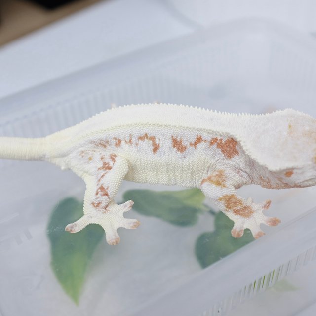 Lilly White