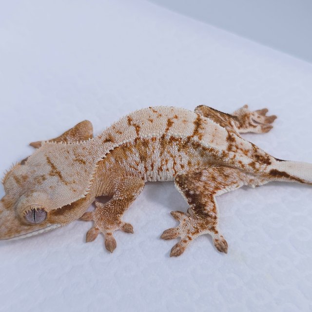 Cream Creamsicle