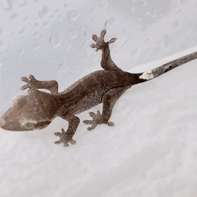 Phantom Axanthic