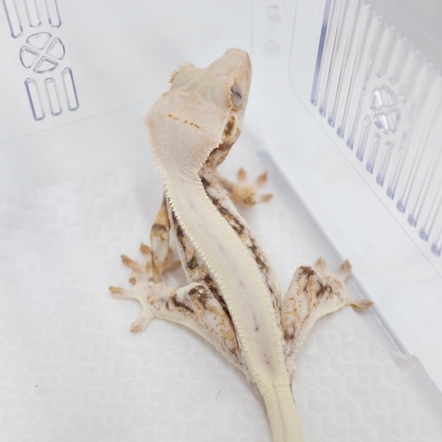 Lilly White