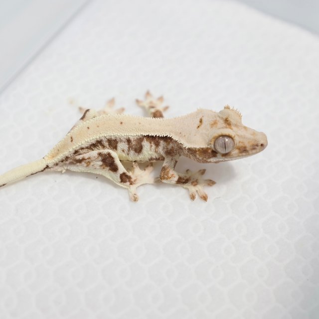 Lilly 100% Het Axanthic