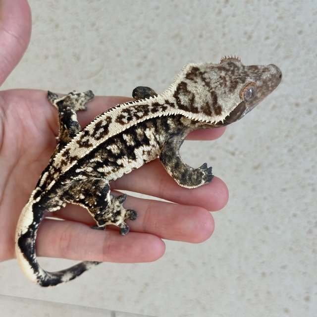 Tri Extreme Harlequin White Spot