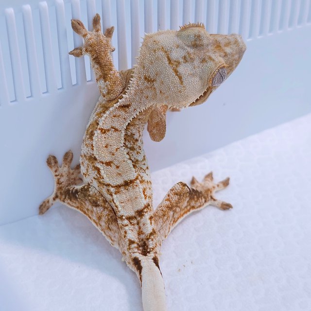 Cream Creamsicle