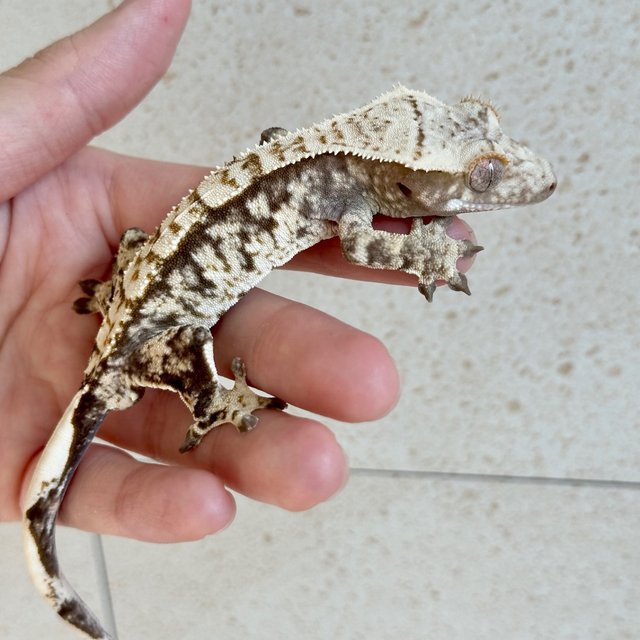 Tri Extreme Harlequin White Spot