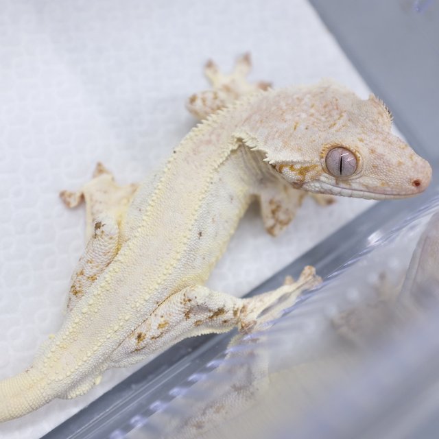Lilly White
