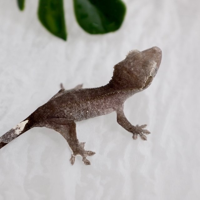 Phantom Axanthic