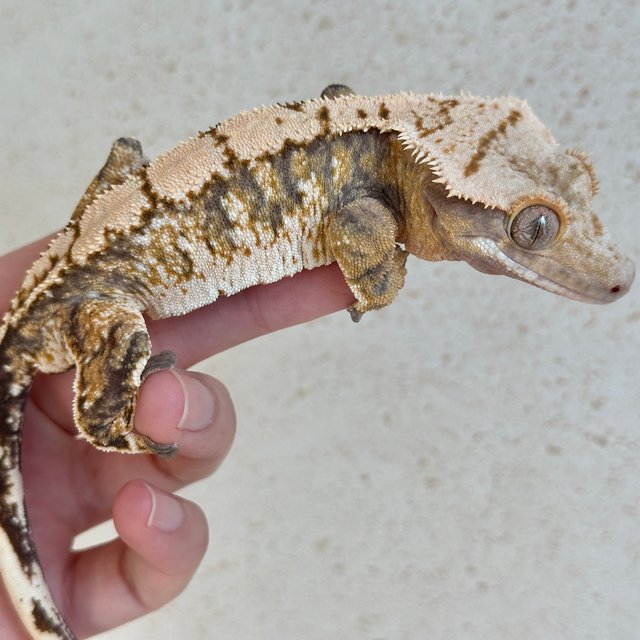 노멀 화이트스팟 트라이