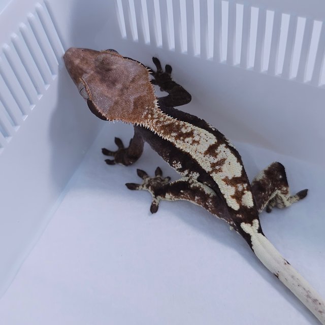 100% Het Axanthic Cappuccino