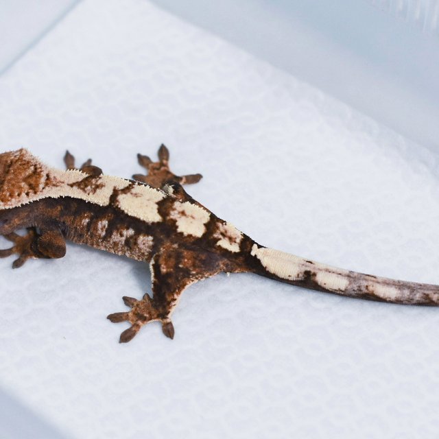 세이블 100%헷아잔틱