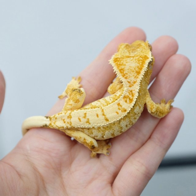 Tri Extreme Harlequin