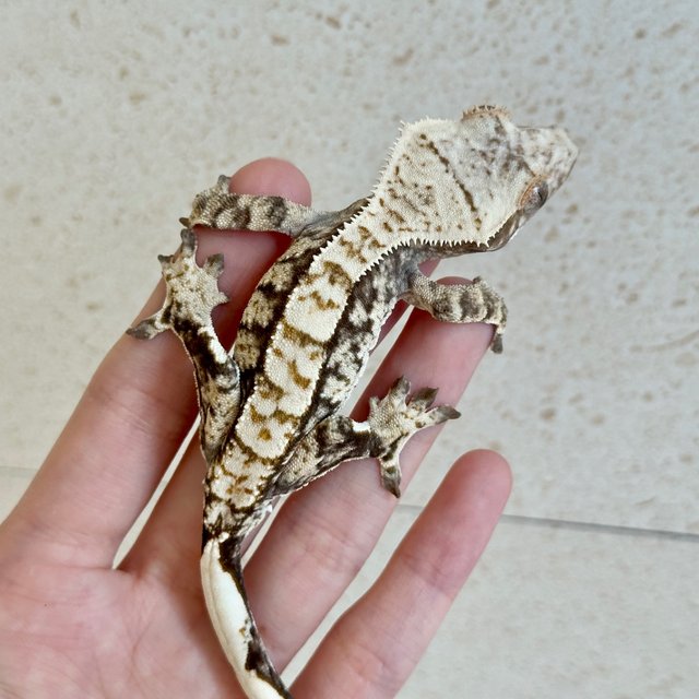 Tri Extreme Harlequin White Spot