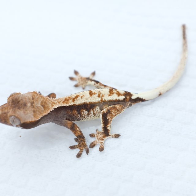 Cappuccino 100% Het Axanthic