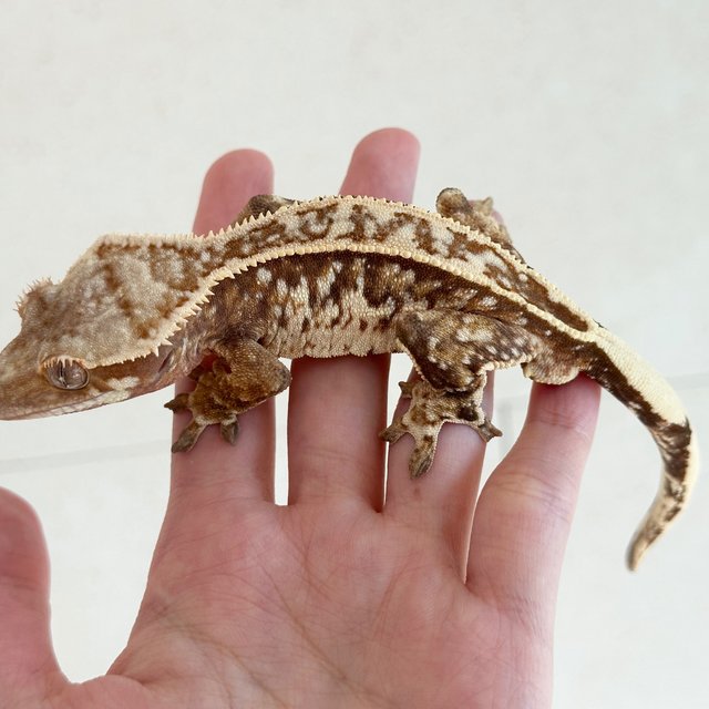 Red Tri Extreme Harlequin White Spot