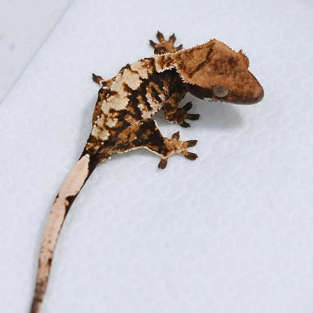 트라이 익스트림할리퀸 화이트스팟