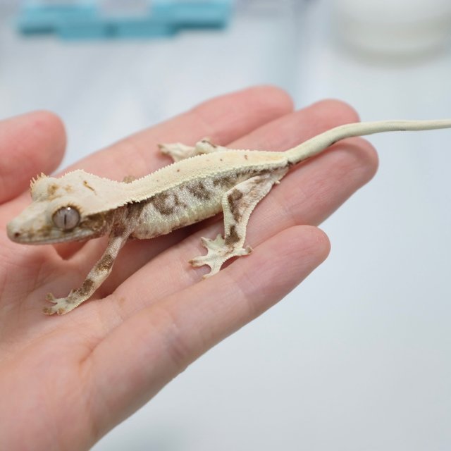 Lilly 100% Het Axanthic