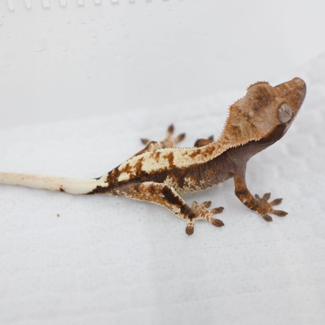 Cappuccino 100% Het Axanthic