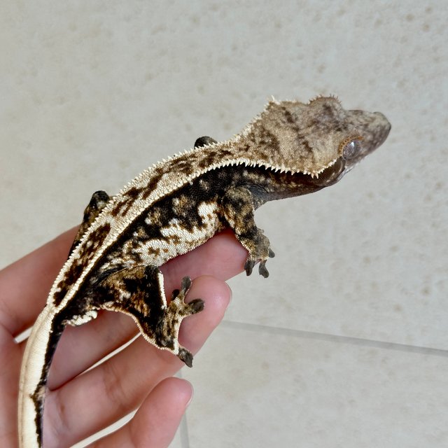 노멀 트라이 화이트스팟