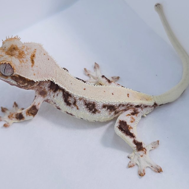 100% Het Axanthic Lilly White