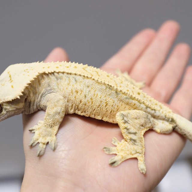 노멀 트라이 드리피 화이트스팟