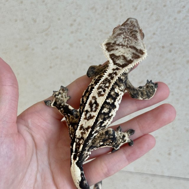 Tri Extreme Harlequin White Spot