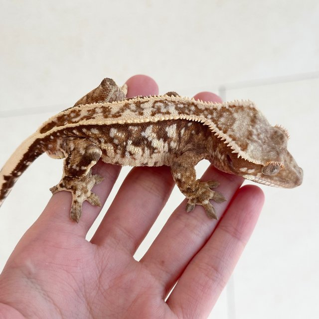 Red Tri Extreme Harlequin White Spot