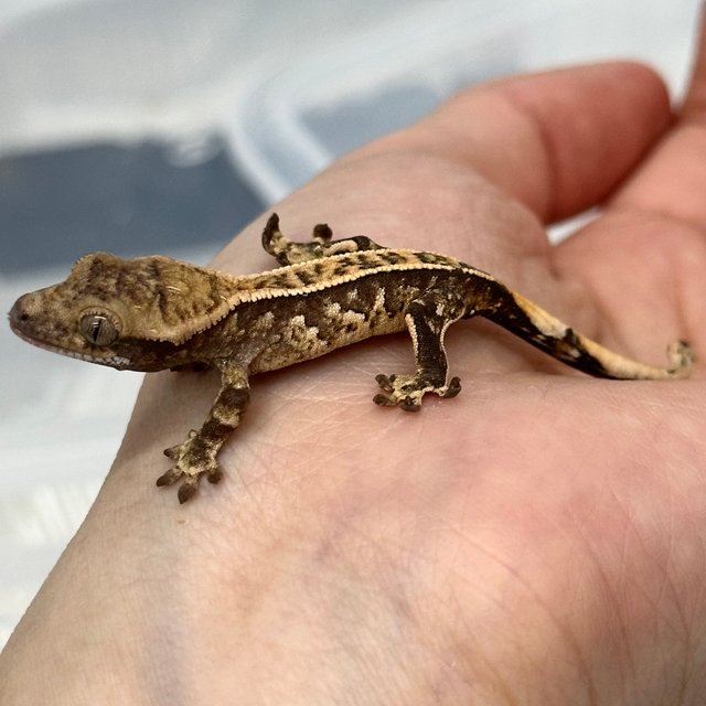 Full Pinstripe White Spot Extreme Harlequin Tri
