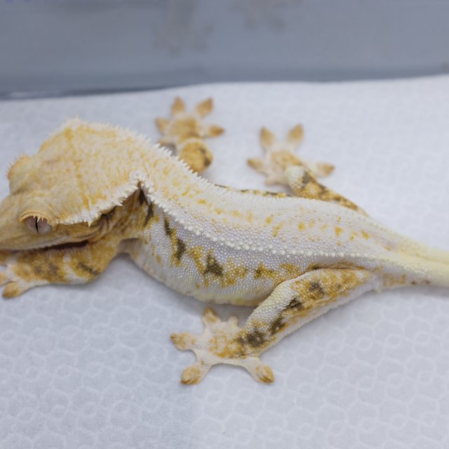 Lilly White